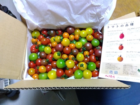《訳アリお買い得》カラフルミニトマト(1.3㎏)