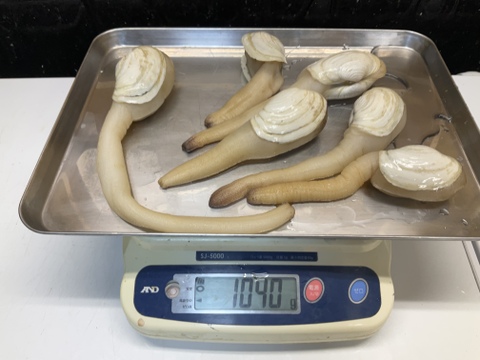 【貝の女王】ナミガイ/白ミル貝/大～中サイズバラ/１kg/【今だけ活で送ります】