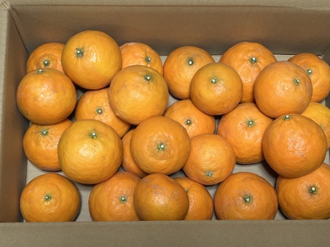 南津海　「なつみ」　約4.5kg 　ご家庭用