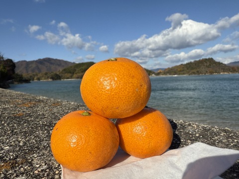 【限定！小玉S-SS♪】🍊とろける甘酸っぱさ！濃い味わいの訳あり早生みかん ５kg【花崗岩の離島から直送！／果汁じゅわっ】