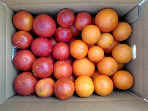 【アワード受賞福袋】ブラッドオレンジ「モロタロ福袋」　約5kg