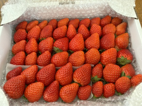 トクトク🍓いちごの宝石箱
朝摘み完熟酵素栽培のこだわりいちご
【いちご食べ比べ】３種食べ比べ！
（３〜４月発送）