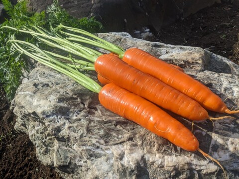 🎊TBS大泉サンド出演記念キャンペーン🎊多くの声により遂に解禁！寛永鶴見ブランドオールスター野菜BOXお得な詰め合わせセット！高級志向のあなたへ贈る特別な野菜ボックスお試し約1kg