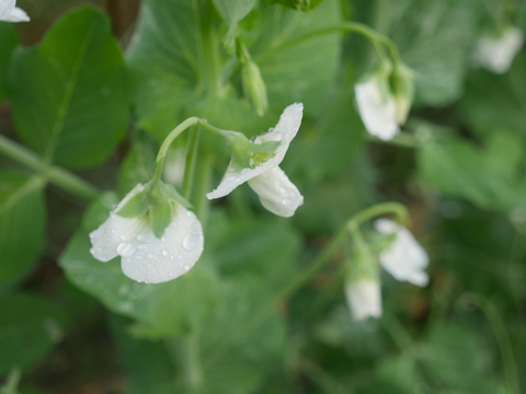 大人気！旬の甘いスナップエンドウ(500g)