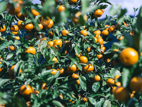■訳あり■傷あり不揃いの旨さ主義【EHIME UWAJIMA】とろける食感の絶品早生みかん！Bセレクション2.5kg