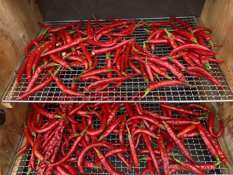 ☆天日乾燥・赤唐辛子　300g「濃紅の細身、辛み極まる。自然が鍛えたホットパラソルEX。」 — 果長10cm前後、非常に強い辛み。栽培期間中農薬不使用　化学肥料・除草剤不使用