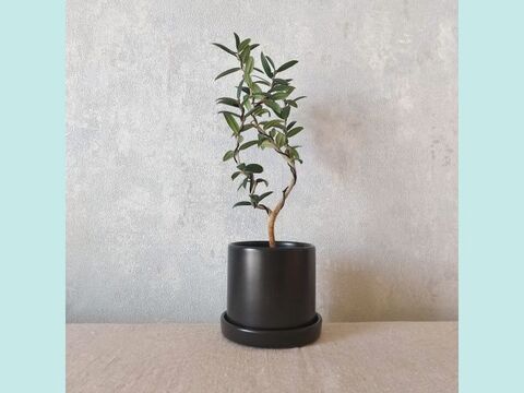 【ギフトにも◎】種から育てた南アルプスのオリーブ盆栽（PS204）