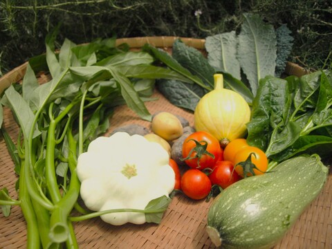 太陽の恵みをめいっぱい！季節の野菜セット【7品目】＃栽培期間中農薬・化学肥料不使用