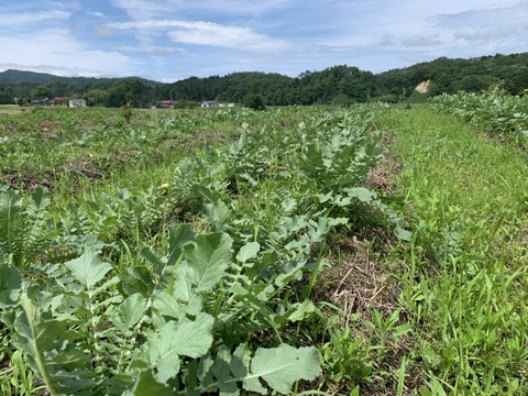 奥出雲産自然栽培だいこん(1kg)