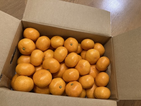 12/21より順次発送 幻のみかん『石地（いしじ）サイズ混合 3kg』 希少品種 3キロ 仲屋 海瀬農園 静岡県 西浦みかん