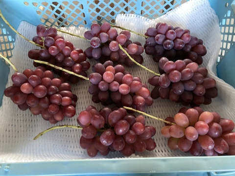 お得！長野県限定品種！クイーンルージュ約1kg（2〜3房）