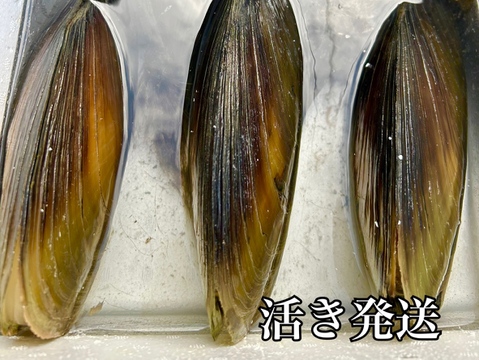 愛知日間賀島産‼︎今ガ旬の貝，これがダントツでおすすめ‼︎《漁師直送で平貝》6枚入り
確実に朝採れた個体を活かし発送‼︎
~活きて届く感動を食卓へ~