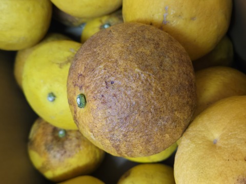 ★訳あり柑橘　完全自然栽培品　文旦　20個～ 5k～