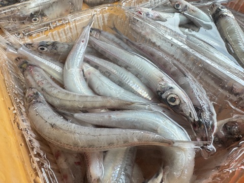 ふっくら美味しい深海大メギス800g