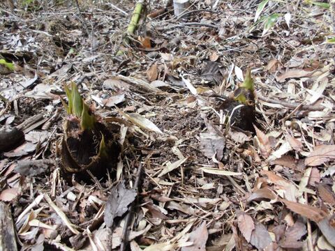 朝掘り！無肥料自然栽培　兵庫県産タケノコ５kg