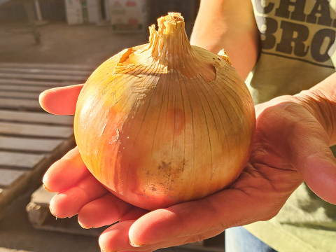 green 産地直送玉ねぎ20キロ 自然栽培 超大玉20kg】淡路島たまねぎ 訳あり 特別栽培 兵庫県認証食品