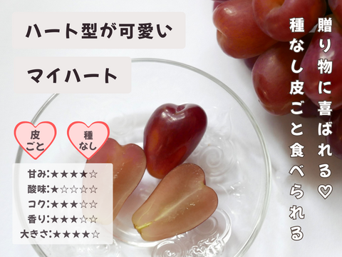 お盆シーズンにお届け可能　シャインマスカット入り　『岡山県産ぶどう』　おまかせ3種食べ比べセット　1.5キロ以上