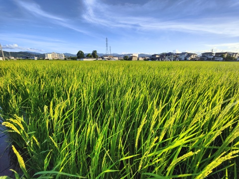 超在来品種！神力-SHINRIKI-自然栽培8年目～神から賜ったお米～（5kg）★玄米・３分づき・５分づき米がおすすめ！選べます★