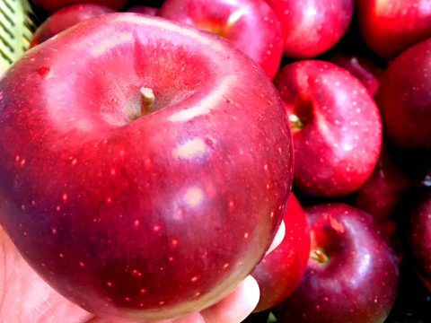 【2026年予約】『シナノホッペ』家庭用　甘くて硬い！ほっぺが落ちる美味しさ♡3kg