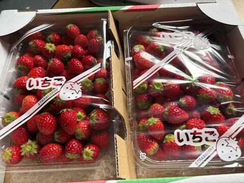 ジャムに最適、小粒とちおとめ（規格外）600g×2p