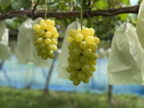 宝石の輝き『ジュエルマスカット』1kg〜1.1kg（2房〜3房）