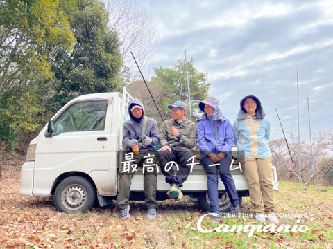 【9/5締切！】ラスト３０箱！【贈答用】【黄金桃】今シーズン最後にトロピカルな桃を！贈答 ５～６玉