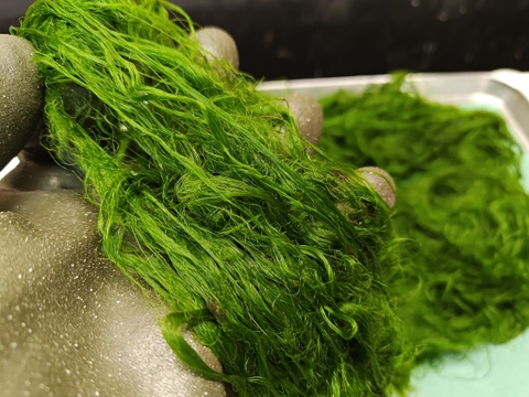 【幻の生】スジアオノリ/すじ青海苔/無塩の生は本当に希少【冷凍】