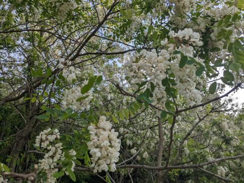 非加熱、純粋はちみつ（百花蜜）900g（300gｘ3本）、信州麻績村産、2024年6月採蜜、レターパックプラス発送