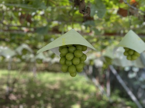 シャインとクイーンニーナの切り落とし