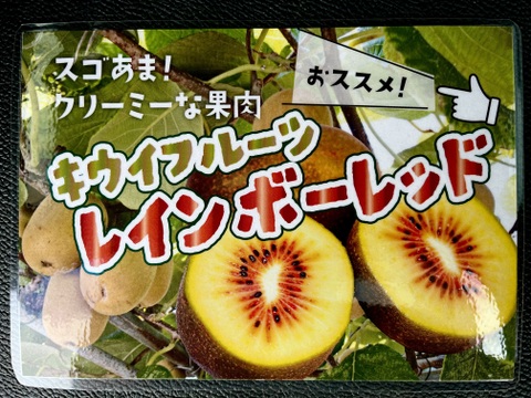 とっても甘〜い♪レインボーレッドキウイ　中小サイズ　3K⭐️ 超希少品種⭐️