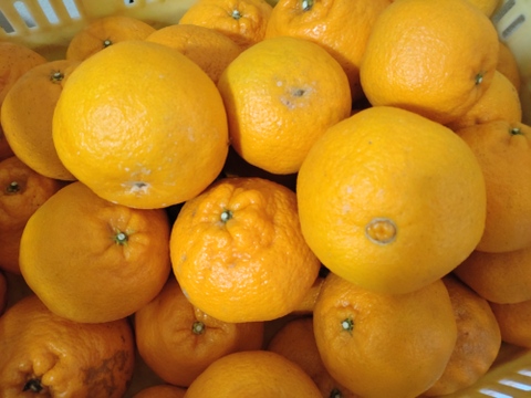 【訳あり】でっかいサイズの不知火((デコ)9.5kg(箱込み)