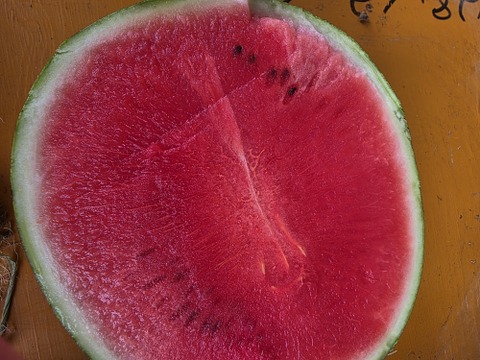 三浦スイカ【ぷちっと】サクサク甘い！!北海道へはこちら