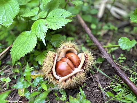 【新商品】自然栽培のパテ・ド・マロン(栗ペースト) 詰替用