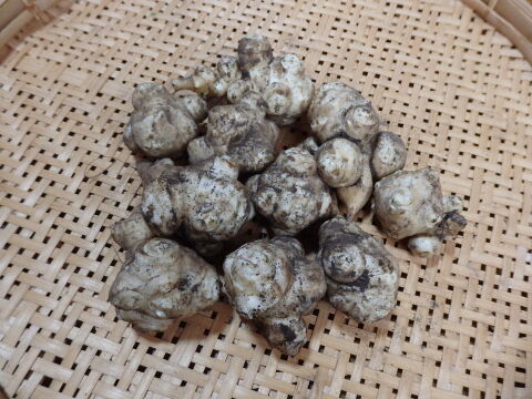 【自然栽培】菊芋（1kg）