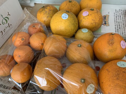 お任せ柑橘詰め合わせセット（３種類以上）箱重量込み４㎏（自然栽培）【熨斗対応可】【柑橘食べ比べ】