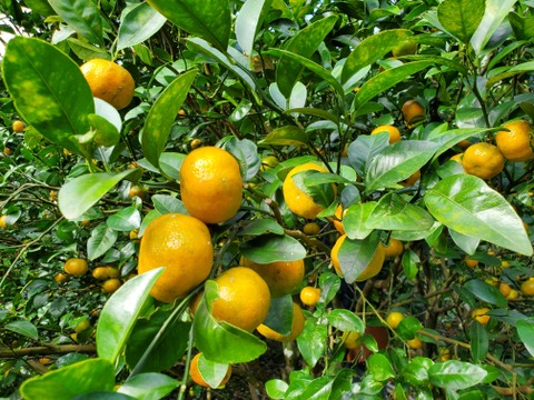 太陽の光をいっぱい浴びて 沖縄県産フルーツシークヮーサー 商標名 スーパームーンくがに 2kg