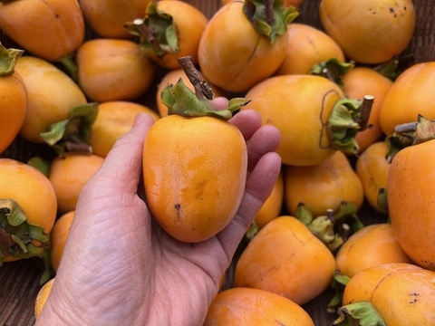 【干し柿用枝付き西条柿・干し柿専用紐付き】農薬・肥料不使用、自然栽培の渋柿。大小不揃い。３.５キロ以上(箱に入る限りお入れします。干し柿専用紐付き)