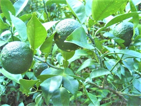 【囲もうごちそう鍋】手作りポン酢を朝採りダイダイで☆朝採りレモンとスダチも食べ比べ★