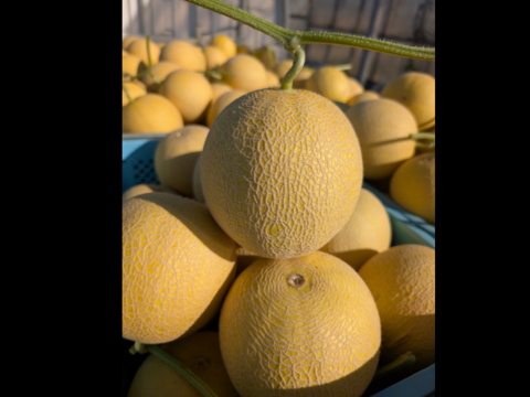 訳アリご家庭用＊極上メロン 渥美の陽光-HIKARI-(２玉入)