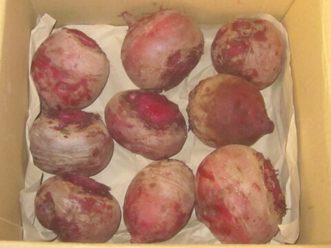 瀬戸内よりお届け！愛媛県産ビーツ（デトロイトダークレッド）５㎏【約９個・サイズ混合・ご家庭用】葉っぱもお届けします！