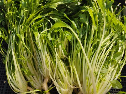 ✨農薬・化成肥料不使用の高菜400g+水菜500g✨