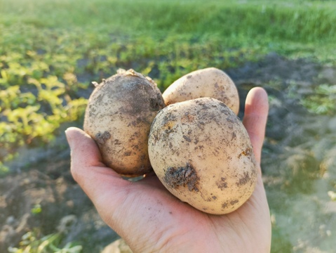 ☆自然栽培☆とっーてもピュアなジャガイモ（普賢丸）5kg🥔🥔✨️