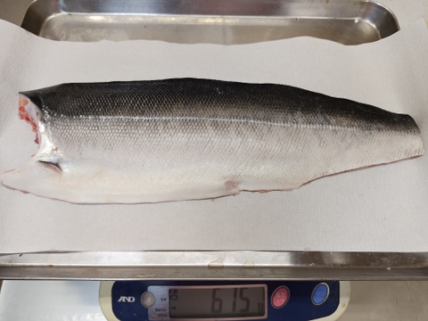 【迷える鮭】時知らず/トキシラズ/原体2kg/半身/フィレ1枚【冷凍】