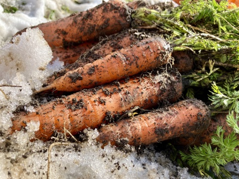 【有機JAS認証】採れたて人参3kg、みずみずしい！味が濃い！甘みも十分！