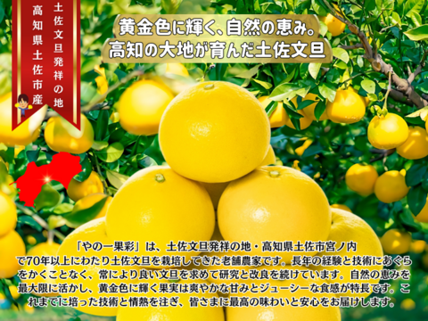 土佐文旦 ぶんたん ブンタン 高知 訳あり 家庭用 大玉 10kg【日本ギフト大賞受賞】 園主こだわり土佐文旦【予約早割10％OFF】（2025年2月1日発送開始 ）みかん 国産みかん 果物 柑橘