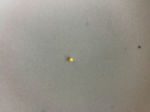 自然農で作りました！令和5年産もちきび400g