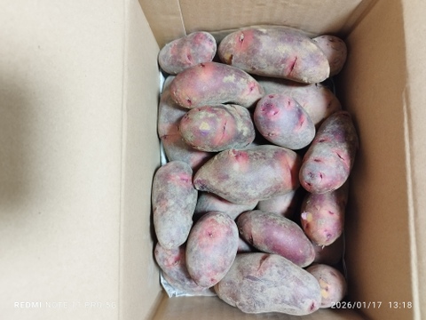 【美味しい！じゃがいも】グラウンドペチカ2kg