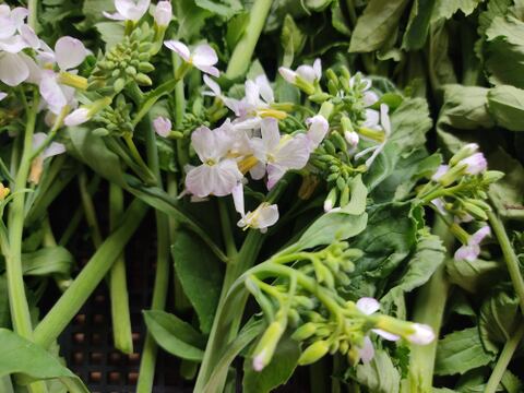 ✨農家の贅沢「菜花仕立ての大根花」約1kg｜ほろ苦やわらか春野菜（農薬・化成肥料不使用）✨