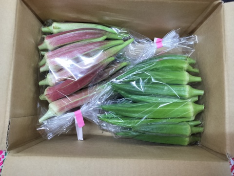 オクラ60本　赤オクラ混合　数量限定　オクラ食べ比べ