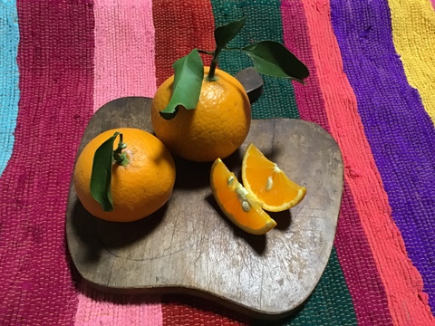 採れたてお届け！清見オレンジ1kg&爽やか八朔1kgセット【農薬不使用】